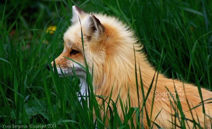 sweety fox